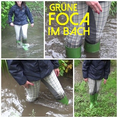 Grüne Foca im Bach